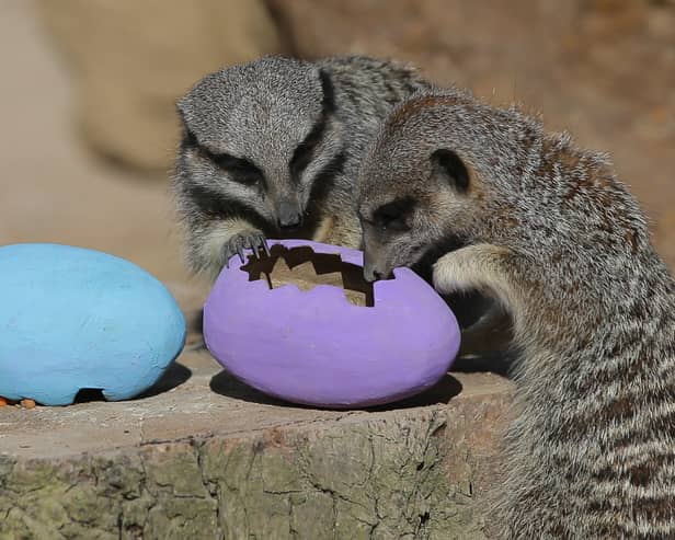 Enjoy a trip to ZSL London Zoo over the Easter holidays! 