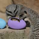 Enjoy a trip to ZSL London Zoo over the Easter holidays! 