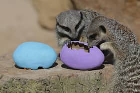 Enjoy a trip to ZSL London Zoo over the Easter holidays! 