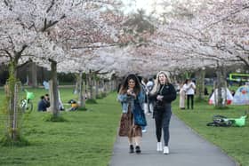 You don't need to travel all the way to Japan to see beautiful cherry blossoms in bloom 