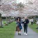 You don't need to travel all the way to Japan to see beautiful cherry blossoms in bloom 