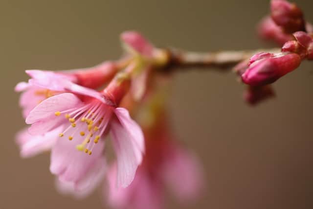 The most beautiful bloom!
