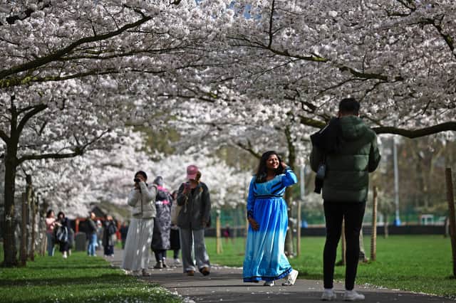 Photographs are taken under the cherry blossom in Battersea Park in south London