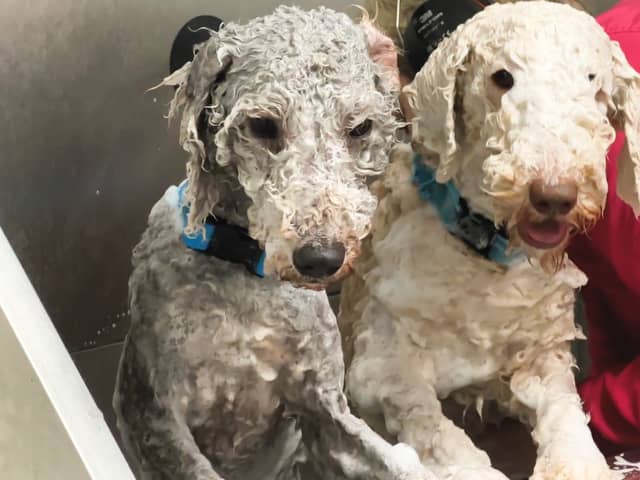 Two Bedlington Terriers being groomed at a dog spa