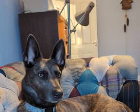 Mia the Dutch Shepherd.