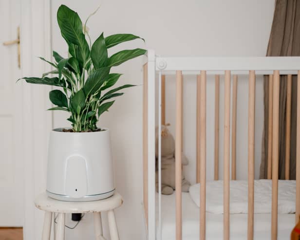 The Natede Smart uses the power of plants to clean up the air in your home