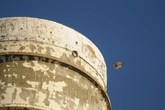 Peregrine Falcon at Battersea Power Station