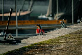 Kingfisher Perched by the Waterfront at Sunset.