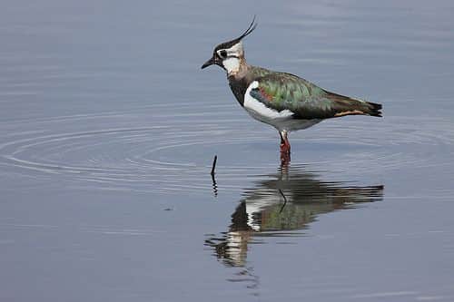 Lapwings at