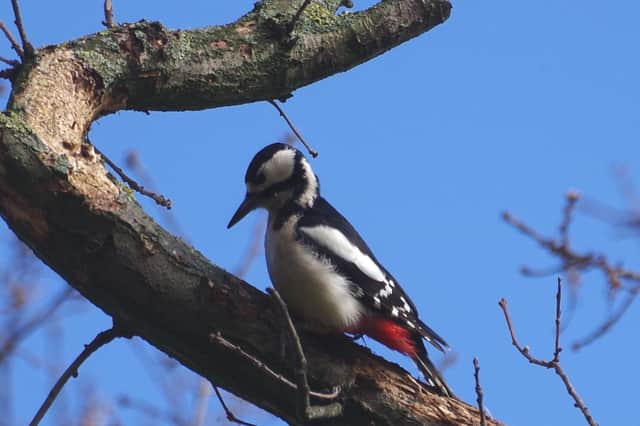 Woodpecker in Kensington Gardens