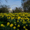 The pollen count is going to be very high in London over the coming days 