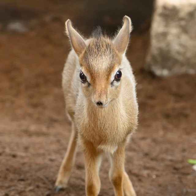 Pistachio is already settling in to life at Chessington 