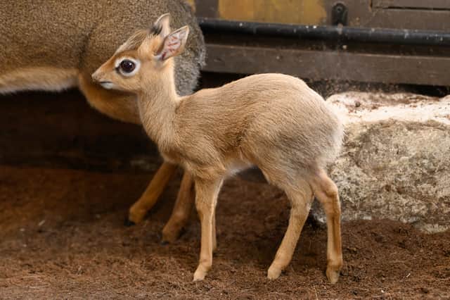 We're in love with baby Pistachio! 