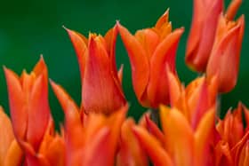 Where Londoners can find tulip fields and garden displays in the capital without travelling out of the city.