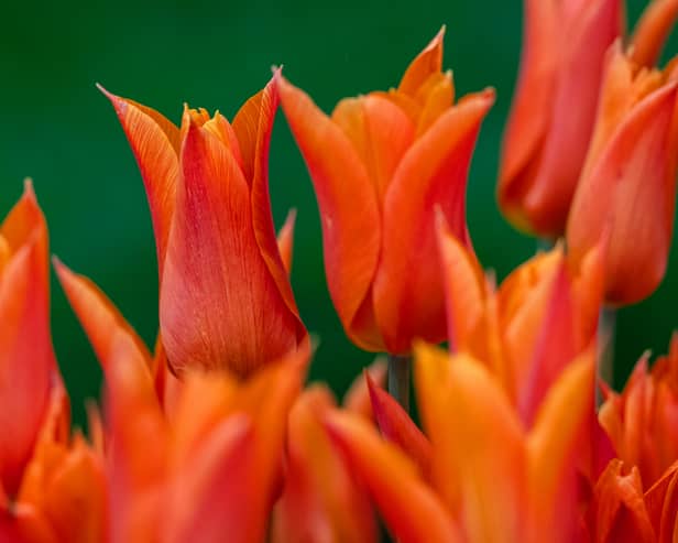 Where Londoners can find tulip fields and garden displays in the capital without travelling out of the city.