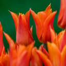 Where Londoners can find tulip fields and garden displays in the capital without travelling out of the city.