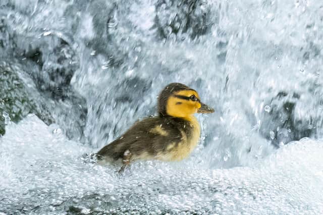 One of the ducklings.