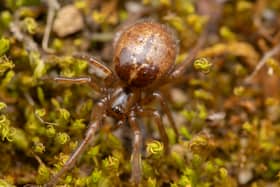 A female Enoplognatha photographed at WWT London