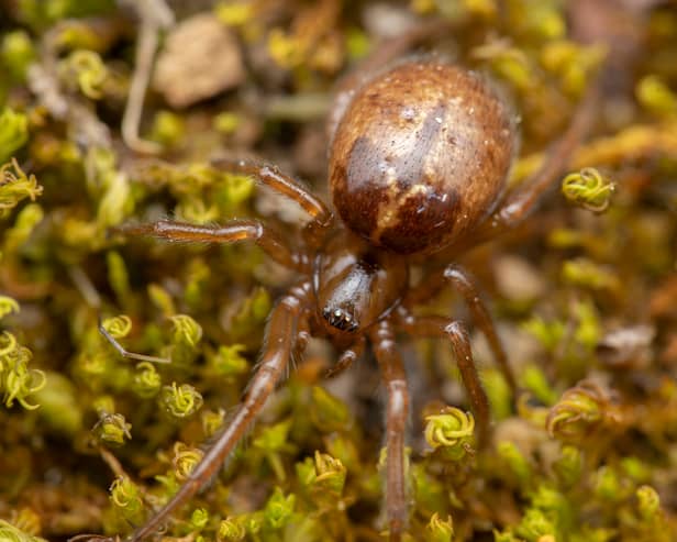 A female Enoplognatha photographed at WWT London