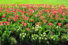 See the beautiful tulips in bloom at Hampton Court Palace 