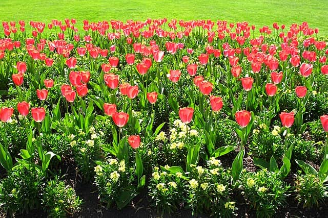 See the beautiful tulips in bloom at Hampton Court Palace