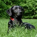 Some common summer flowers could be poisonous to our pets.