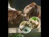 Boki the brown bear's heart-warming reunion with pals at wildlife park after life-saving brain surgery