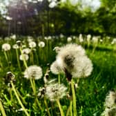 A savage pollen bomb has hit London, bringing bad news for Hay Fever sufferers 