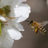 Around 10 people die in the UK every year from bee and wasp stings.