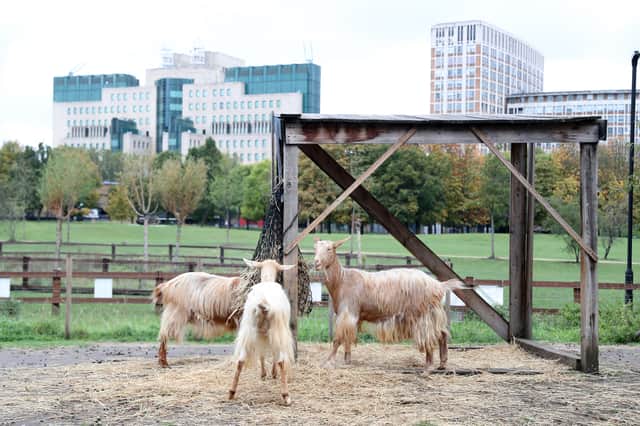 Goats at Vauxhall City Farm with the London skyline in the background