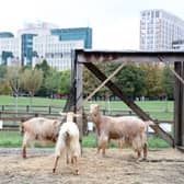 Goats at Vauxhall City Farm with the London skyline in the background