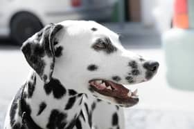 This is how often to brush your dog's teeth according to experts.