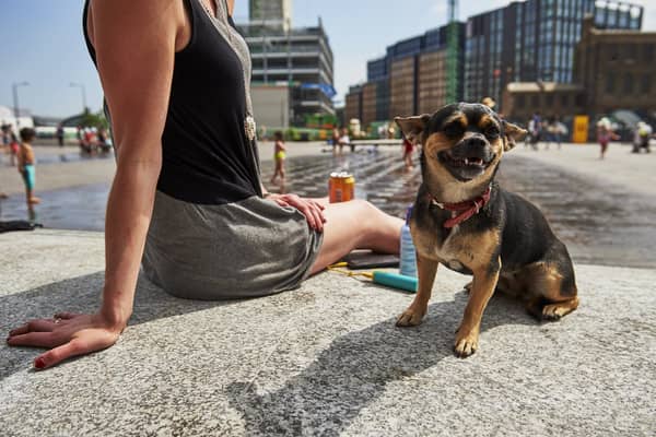 The 7 second rule all dog owners should know before walking in the heat.
