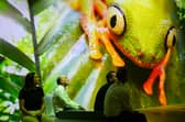 Immerse yourself in the wonders of our planet, David Attenborough style at the Natural History Museum