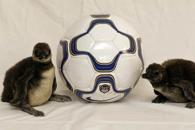 Jackass baby penguins Posh (R) and Becks (L) pose with a soccer ball 28 March 2002 during a photocall at the London Zoo.