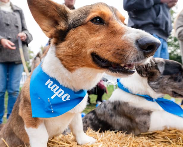 London's biggest free dog show is coming to the capital this weekend 