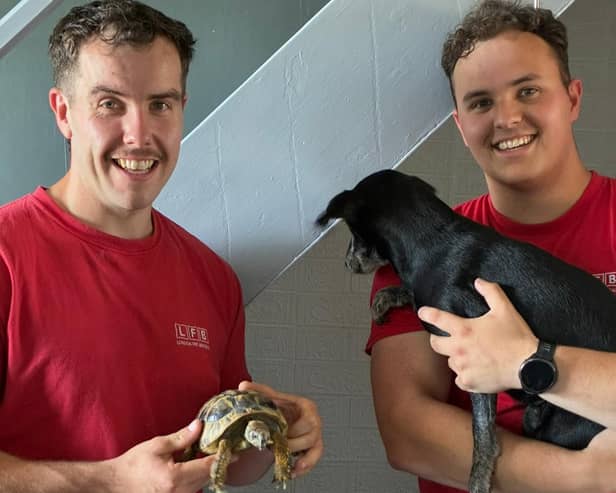 A Mischevious tortoise caused a fire in a London last week