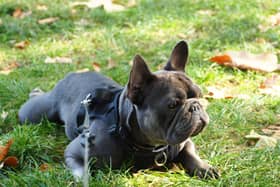 London has more missing dogs than anywhere else in the UK