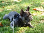 London has more missing dogs than anywhere else in the UK