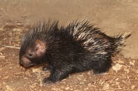 This funny little creature was born at London Zoo