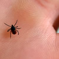 Lyme Disease symptoms: what a tick bite looks like as public warned to stay vigilant after cases soar