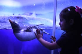 You have to see the penguins at London Aquarium! 
