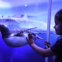You have to see the penguins at London Aquarium! 