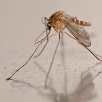 Chikungunya virus symptoms and is there a vaccine after mosquito bite warning over rise in cases