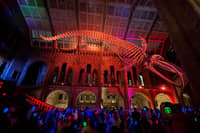 Silent Dino disco in full swing at the iconic Natural History Museum