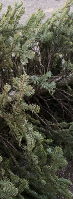 Trees can also be taken to various drop-off sites in Hackney for free from January 2 to 31
