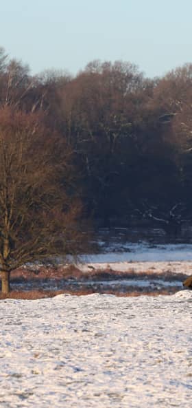 London may just get some snow next week, but it won’t last for long.