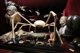 Creepy crawlies at the Viktor Wynd Museum of Curiosities 