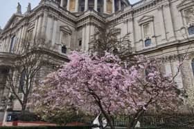 Where to find pretty pink cherry blossoms in Central London this spring