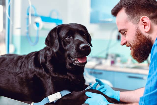Premium PetSaver memberships include access to 24/7 online vet consultations for non-urgent pet care advice and support